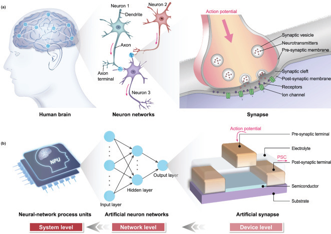 神經形態計算器件和陣列測試解決方案 神經形態計算器件和陣列測試解決方案